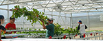 Humboldt Hydro Farms Greenhouse