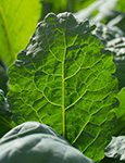 Humboldt Hydro Farms Greenhouse